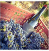Afbeeldingen van GALL NEGRE - D.O.PENEDÈS