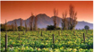 Afbeeldingen van Kleine Rust Chenin Blanc Sauvignon Blanc  Stellenrust Fairtrade