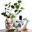 Afbeeldingen van MONDICH GIN 50CL
